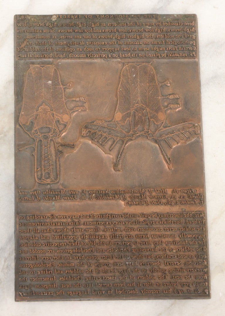 Lot 031 - Grouping Of Six Vintage Copper Printing Plates From "Foibles Of Insects And Men" By William Morton Wheeler, Published By Alfred A. Knopf, New York, 1928