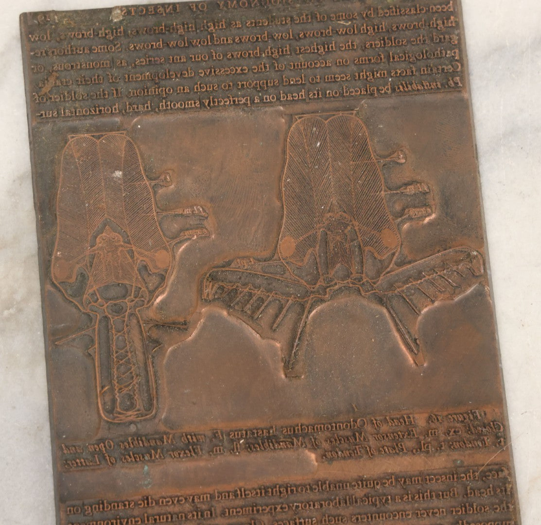 Lot 031 - Grouping Of Six Vintage Copper Printing Plates From "Foibles Of Insects And Men" By William Morton Wheeler, Published By Alfred A. Knopf, New York, 1928