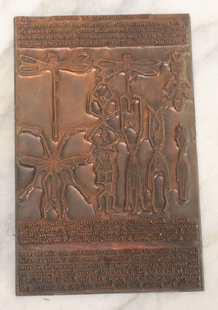 Lot 031 - Grouping Of Six Vintage Copper Printing Plates From "Foibles Of Insects And Men" By William Morton Wheeler, Published By Alfred A. Knopf, New York, 1928