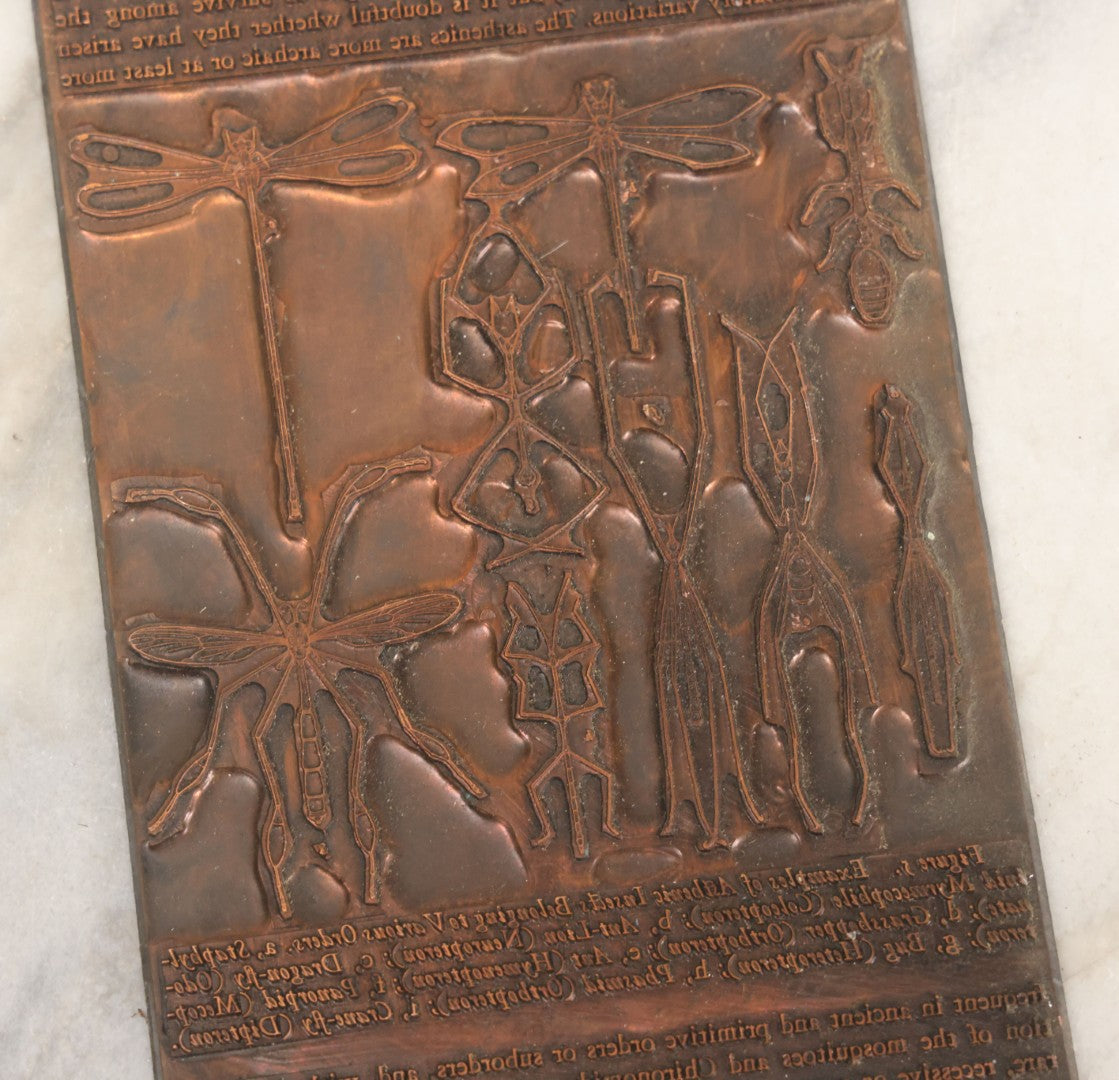 Lot 031 - Grouping Of Six Vintage Copper Printing Plates From "Foibles Of Insects And Men" By William Morton Wheeler, Published By Alfred A. Knopf, New York, 1928
