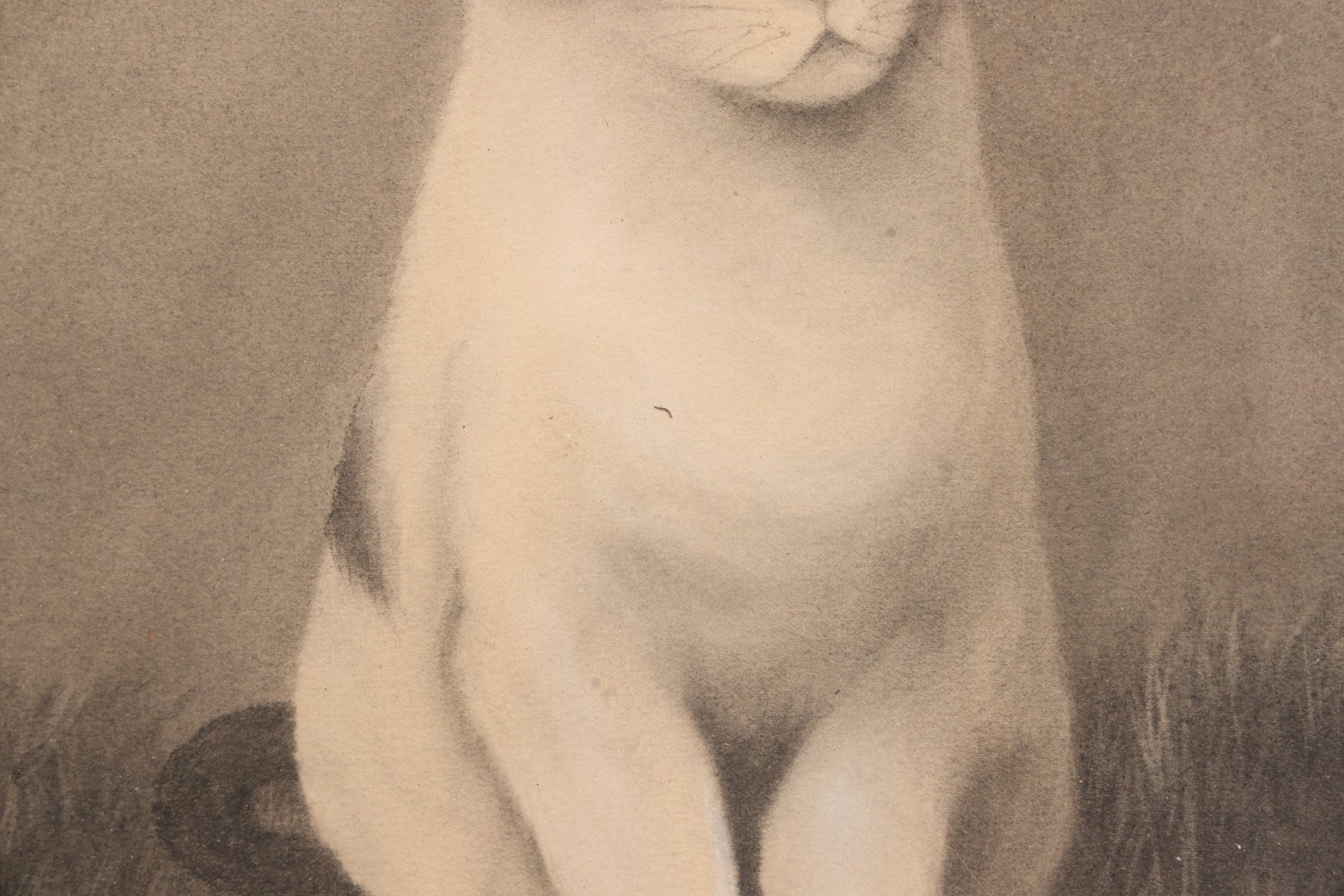 Lot 056 - Antique Oval Charcoal Portrait Of Cat In Wooden Frame, Late 19th / Early 20th Century