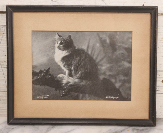 Lot 060 - Antique Framed Cat Photograph Print “Sunbeams,” Copyright 1899 By C. E. Bullard