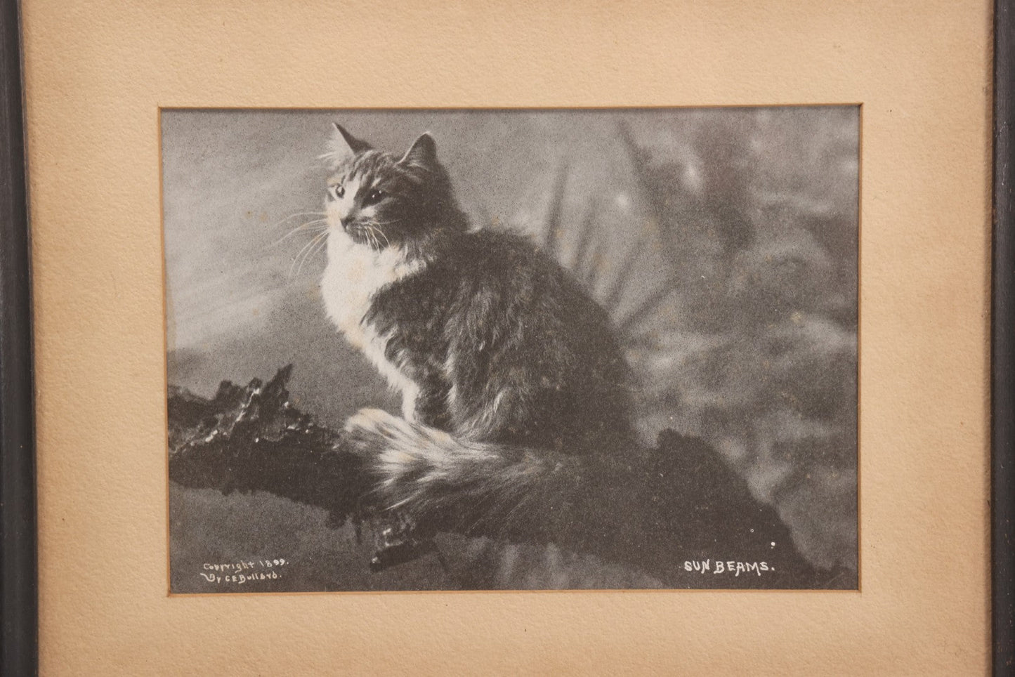 Lot 060 - Antique Framed Cat Photograph Print “Sunbeams,” Copyright 1899 By C. E. Bullard