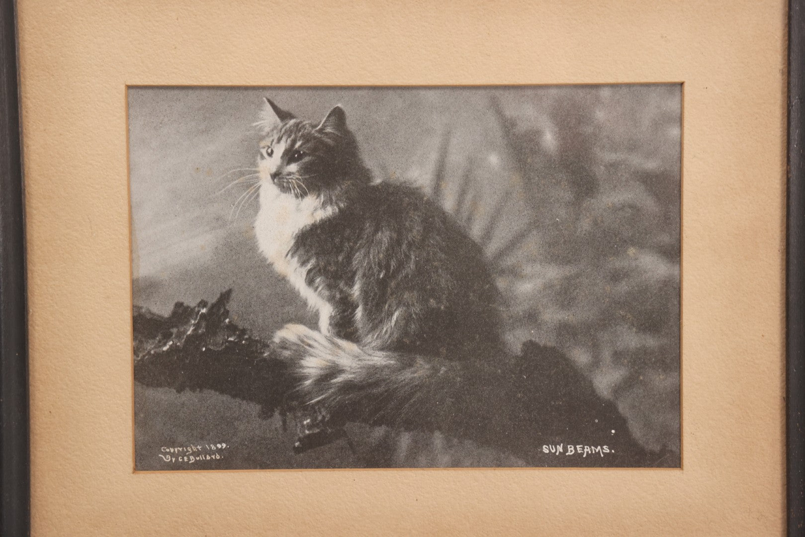 Lot 060 - Antique Framed Cat Photograph Print “Sunbeams,” Copyright 1899 By C. E. Bullard