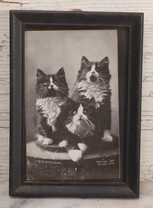 Lot 061 - Antique Framed Cat Postcard Photograph “The Three Rogues,” Copyright 1899 By C. E. Bullard