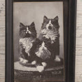 Lot 061 - Antique Framed Cat Postcard Photograph “The Three Rogues,” Copyright 1899 By C. E. Bullard, 4-7/8" x 6-3/4"