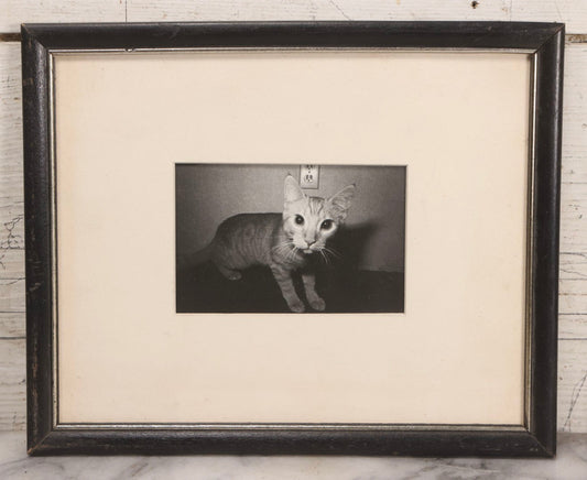 Lot 062 - Vintage Mid-Century Framed Black-And-White Photograph Of Cat, Unsigned
