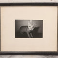 Lot 062 - Vintage Mid-Century Framed Black-And-White Photograph Of Cat, Unsigned, 10-7/8" x 9"
