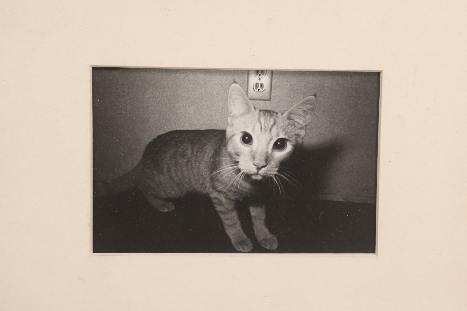 Lot 062 - Vintage Mid-Century Framed Black-And-White Photograph Of Cat, Unsigned