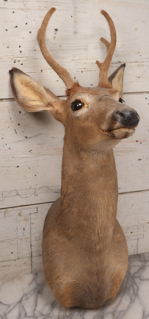 Lot 064 - Modern Whitetail Deer Shoulder Mount Taxidermy With Velvet-Covered Antlers, Hunted 2008