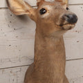 Lot 064 - Modern Whitetail Deer Shoulder Mount Taxidermy With Velvet-Covered Antlers, Hunted 2008, 25" H