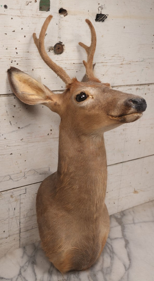 Lot 064 - Modern Whitetail Deer Shoulder Mount Taxidermy With Velvet-Covered Antlers, Hunted 2008