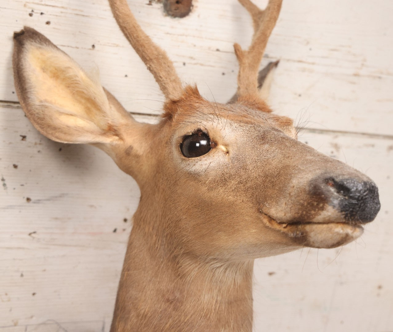Lot 064 - Modern Whitetail Deer Shoulder Mount Taxidermy With Velvet-Covered Antlers, Hunted 2008