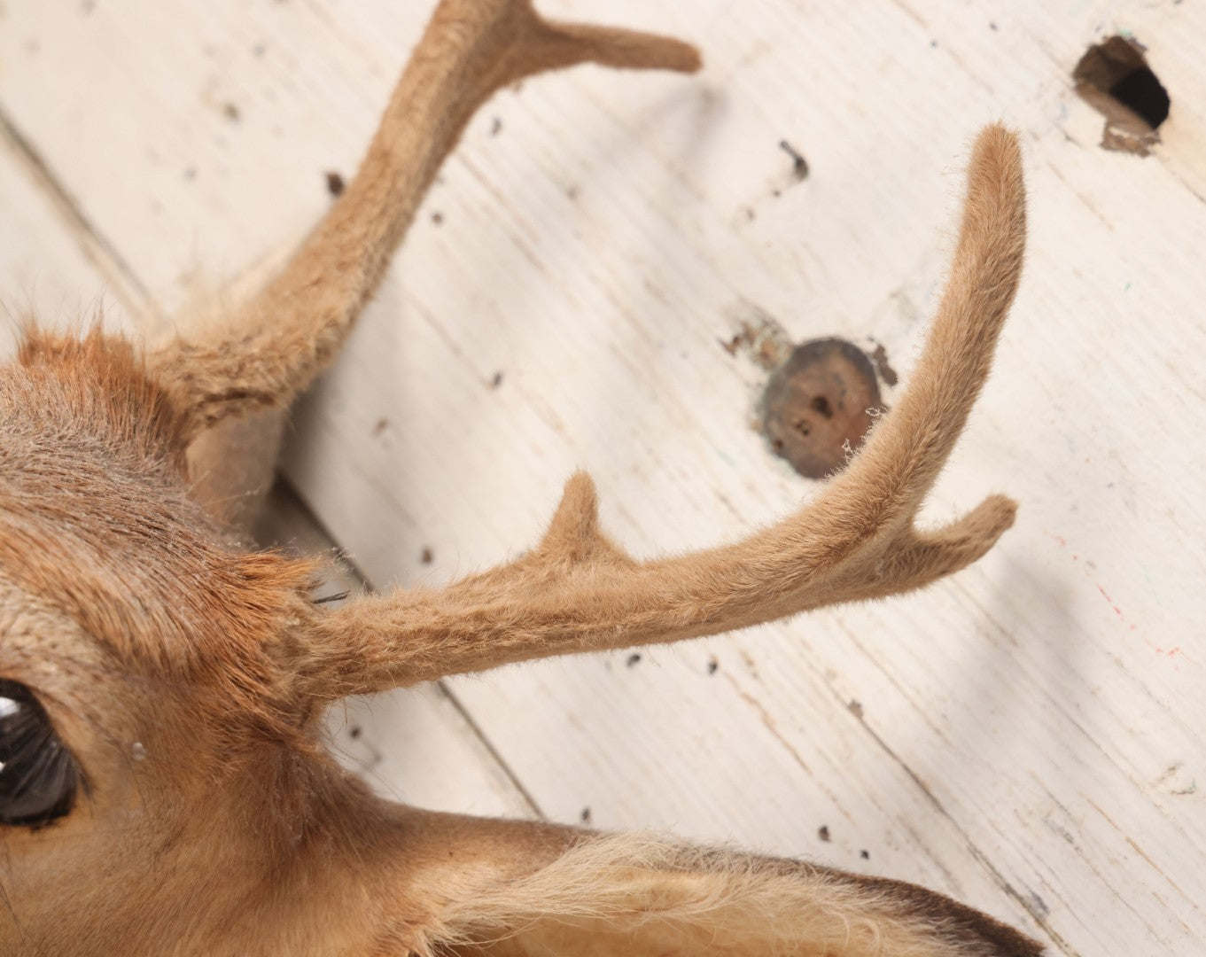 Lot 064 - Modern Whitetail Deer Shoulder Mount Taxidermy With Velvet-Covered Antlers, Hunted 2008