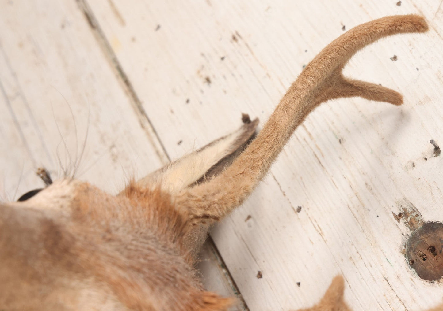 Lot 064 - Modern Whitetail Deer Shoulder Mount Taxidermy With Velvet-Covered Antlers, Hunted 2008