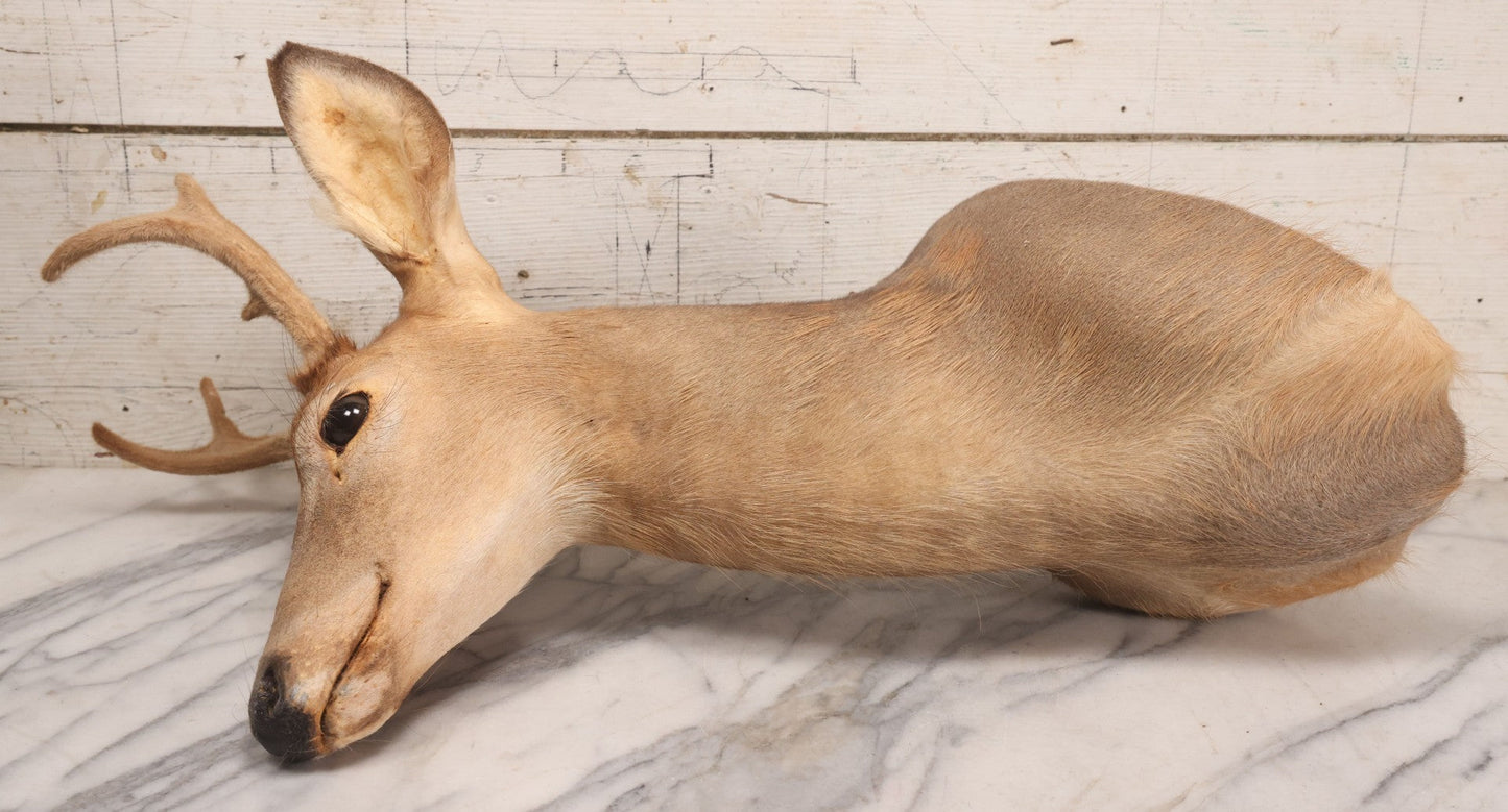 Lot 064 - Modern Whitetail Deer Shoulder Mount Taxidermy With Velvet-Covered Antlers, Hunted 2008