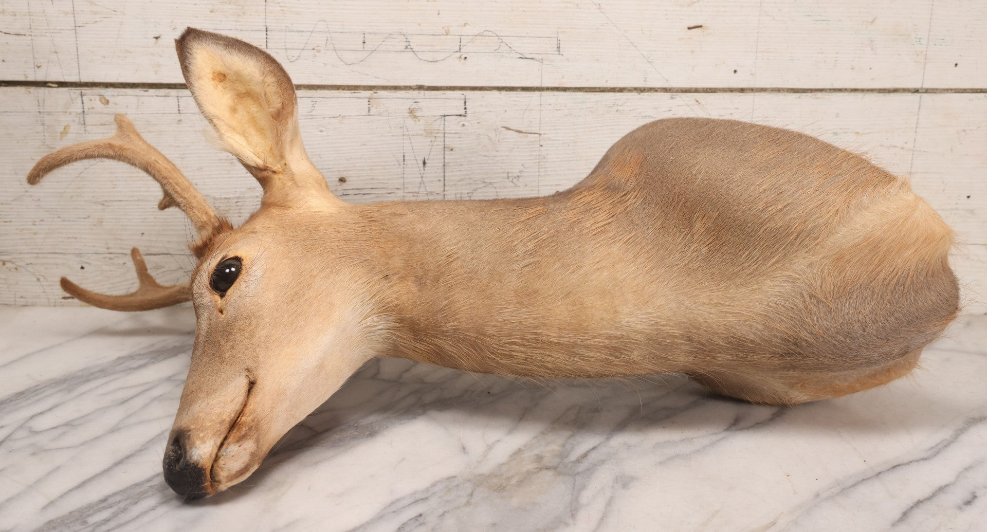 Lot 064 - Modern Whitetail Deer Shoulder Mount Taxidermy With Velvet-Covered Antlers, Hunted 2008