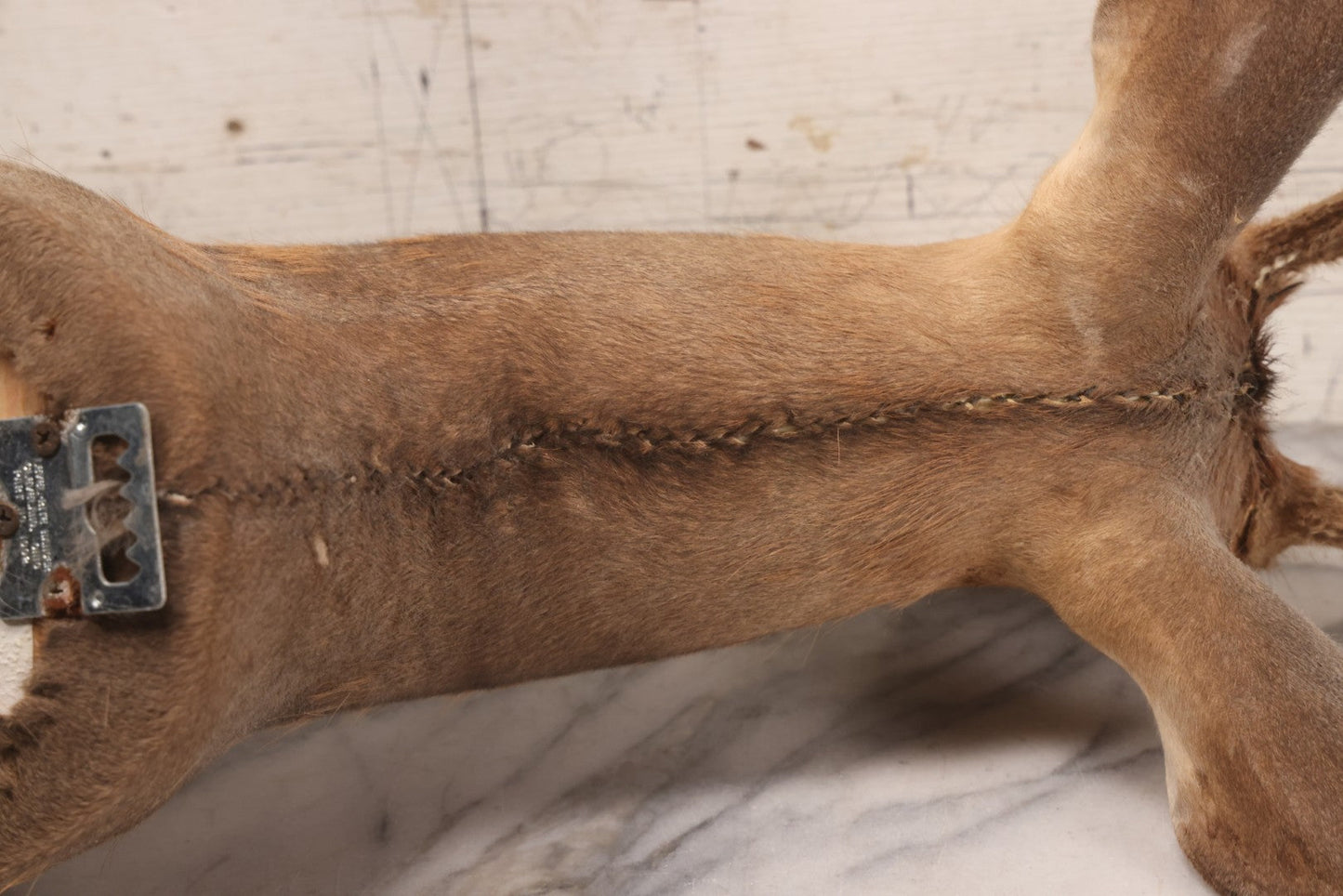 Lot 064 - Modern Whitetail Deer Shoulder Mount Taxidermy With Velvet-Covered Antlers, Hunted 2008