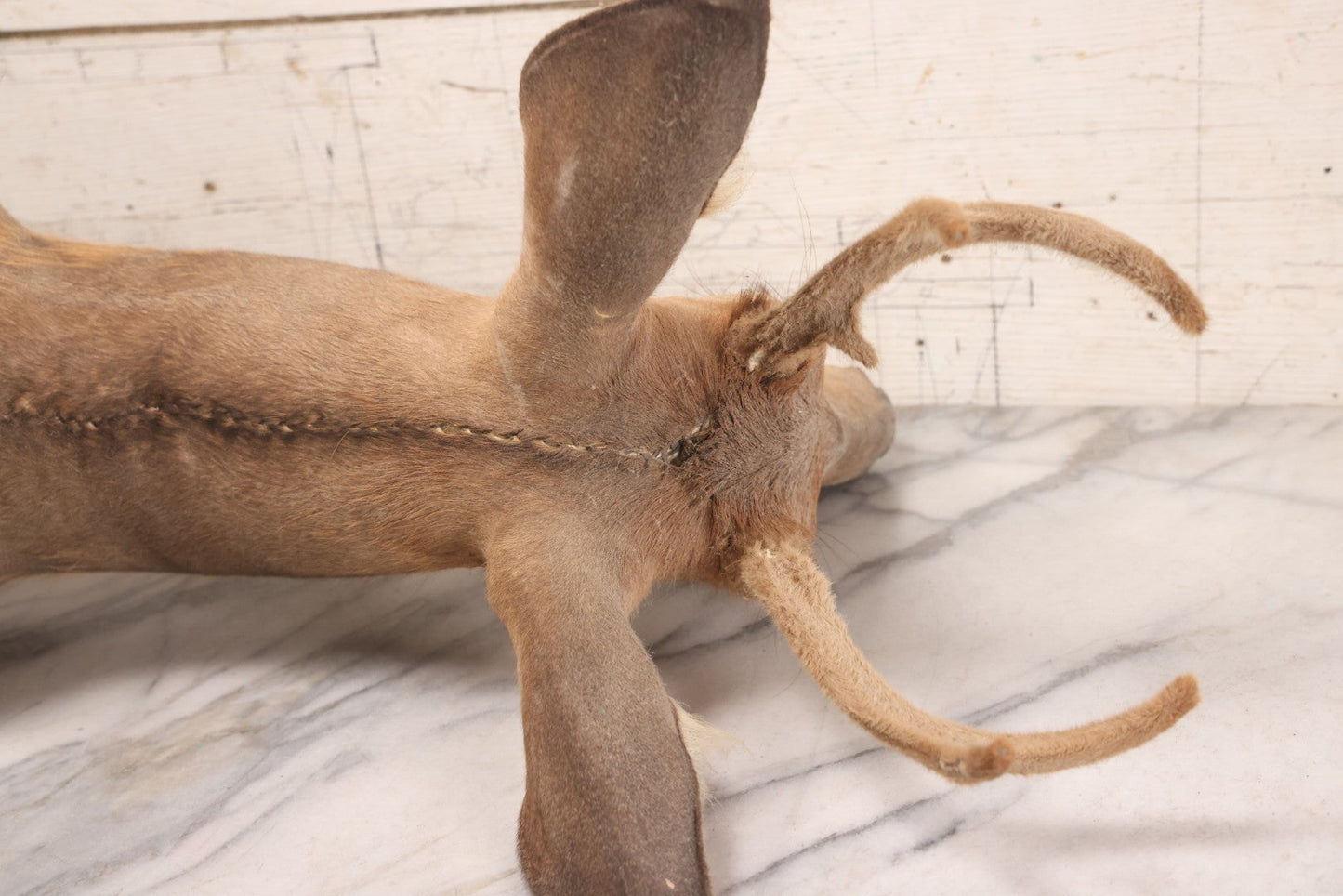 Lot 064 - Modern Whitetail Deer Shoulder Mount Taxidermy With Velvet-Covered Antlers, Hunted 2008