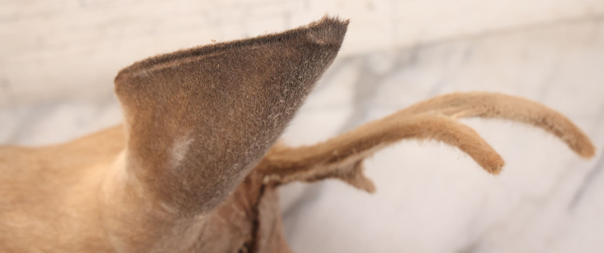 Lot 064 - Modern Whitetail Deer Shoulder Mount Taxidermy With Velvet-Covered Antlers, Hunted 2008