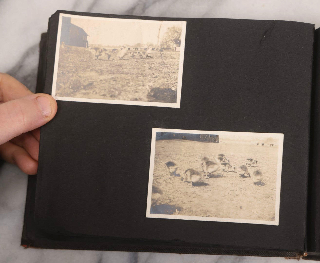 Lot 067 - Early 20th Century Snapshot Photo Album With 150+ Photographs, Connecticut And New England Travel, Horses, Dogs, And Coastal Scenes, Circa 1910–1920