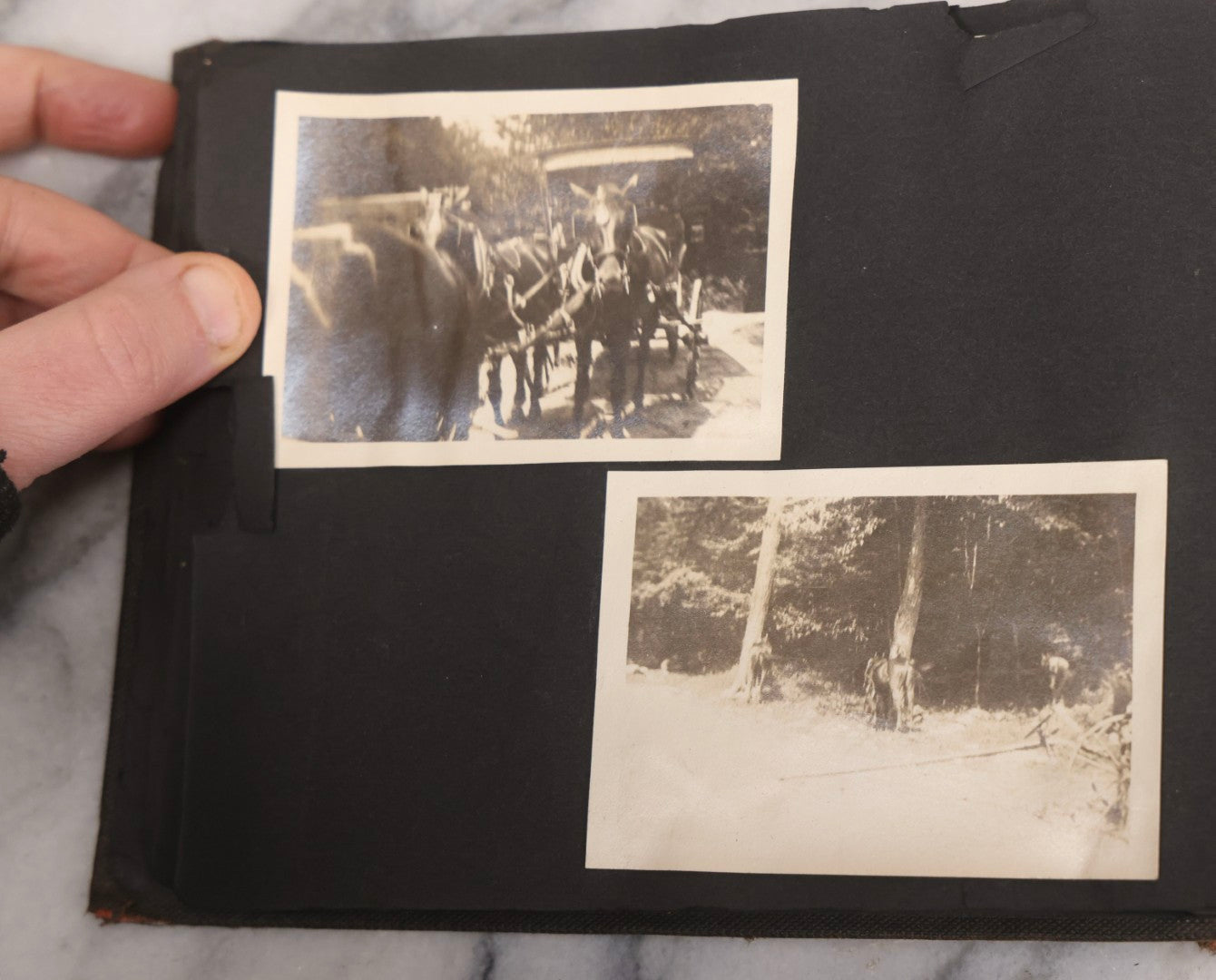 Lot 067 - Early 20th Century Snapshot Photo Album With 150+ Photographs, Connecticut And New England Travel, Horses, Dogs, And Coastal Scenes, Circa 1910–1920