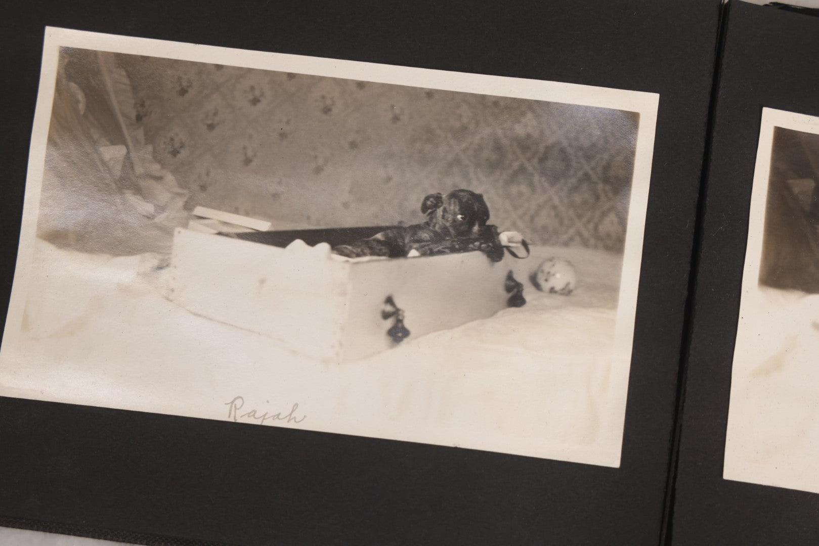 Lot 067 - Early 20th Century Snapshot Photo Album With 150+ Photographs, Connecticut And New England Travel, Horses, Dogs, And Coastal Scenes, Circa 1910–1920