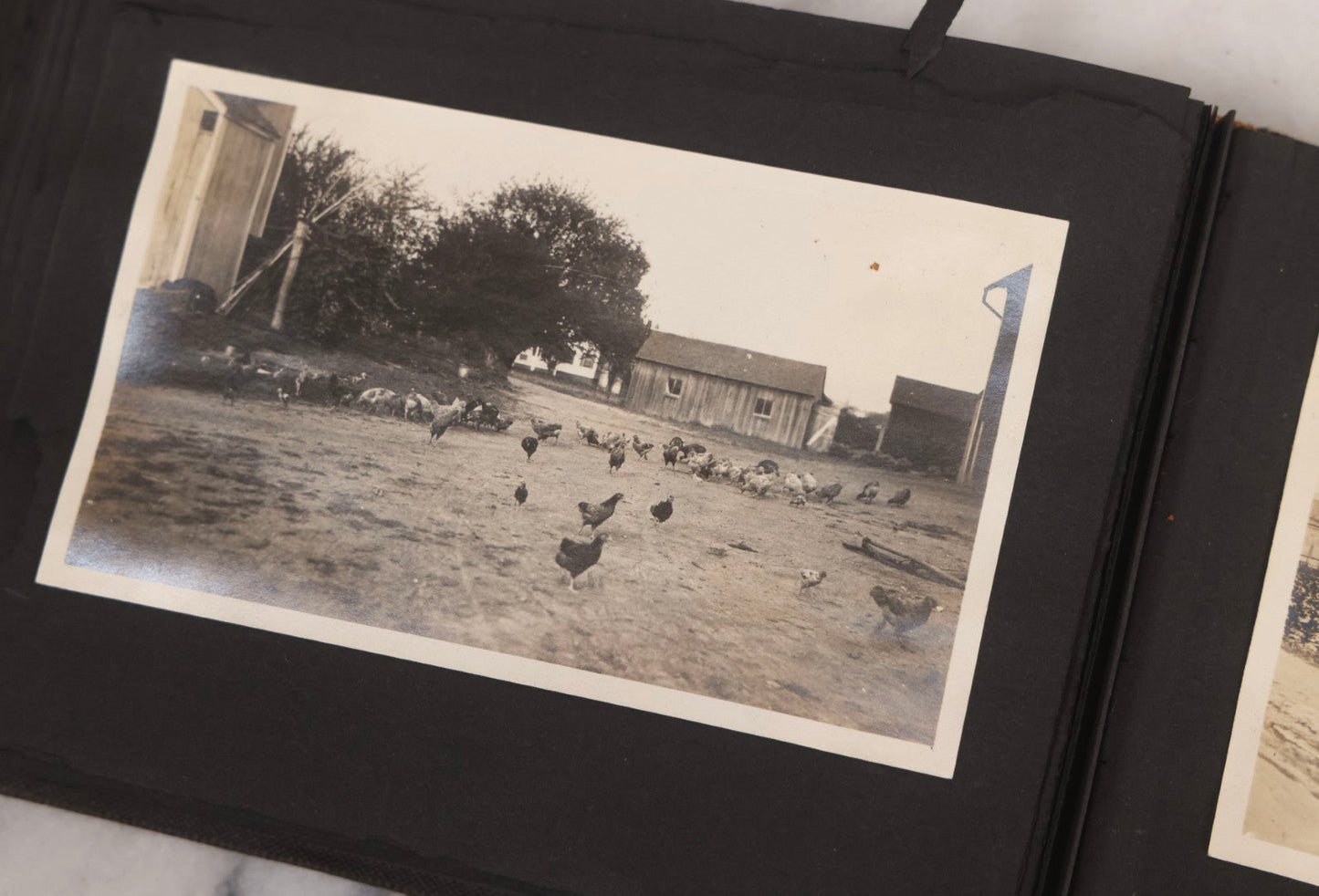 Lot 067 - Early 20th Century Snapshot Photo Album With 150+ Photographs, Connecticut And New England Travel, Horses, Dogs, And Coastal Scenes, Circa 1910–1920