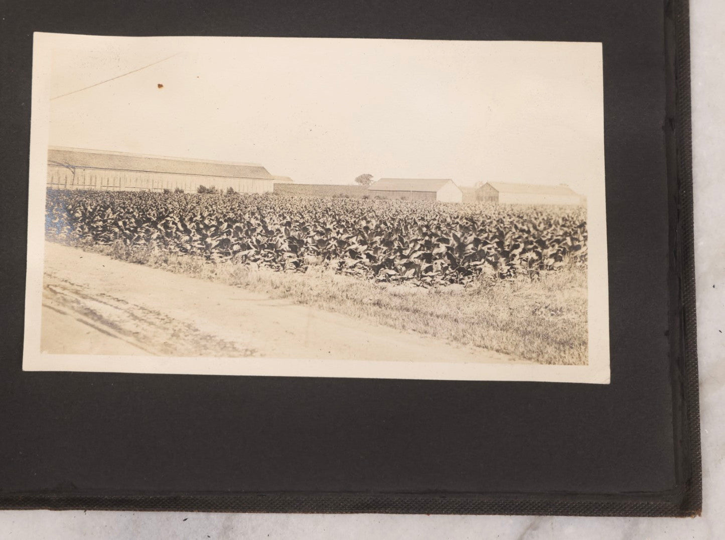 Lot 067 - Early 20th Century Snapshot Photo Album With 150+ Photographs, Connecticut And New England Travel, Horses, Dogs, And Coastal Scenes, Circa 1910–1920