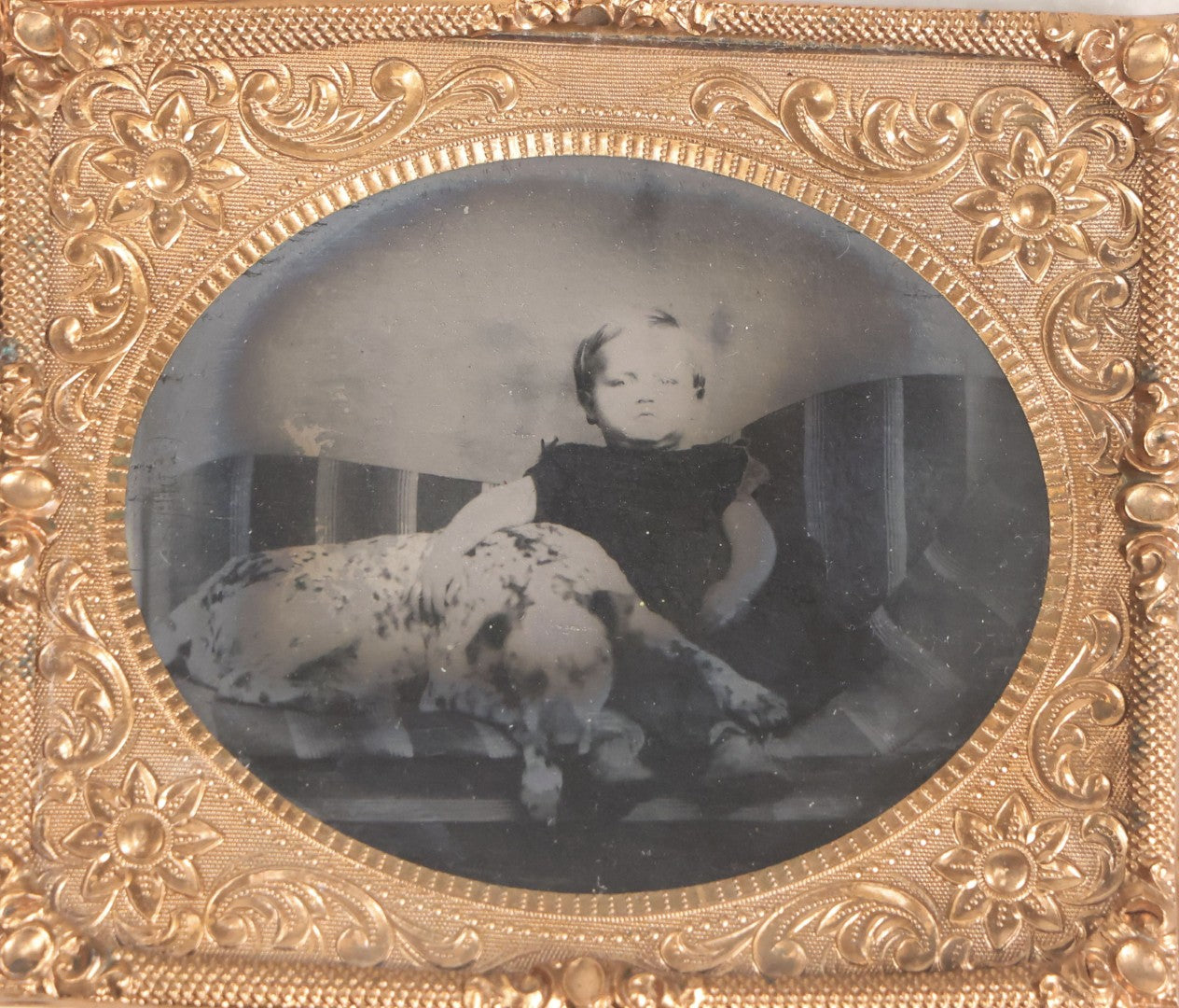 Lot 133 - Antique 1/6th Plate Tintype Photograph Of Child Seated With Dalmatian Dog, Uncased With Gilt Brass Mat