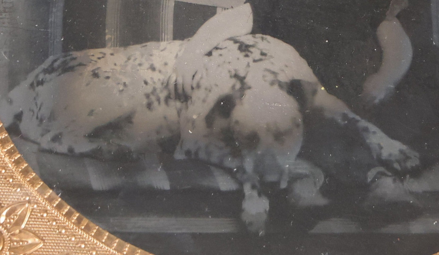 Lot 133 - Antique 1/6th Plate Tintype Photograph Of Child Seated With Dalmatian Dog, Uncased With Gilt Brass Mat