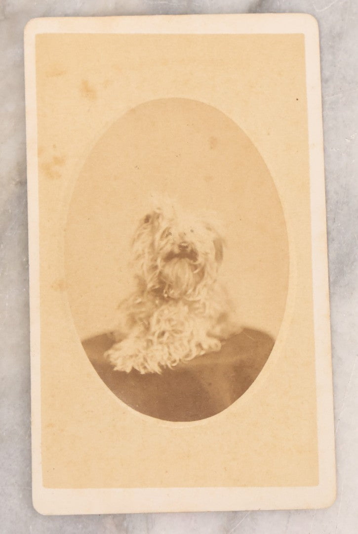 Lot 136 - Antique Carte De Visite CDV Photograph Of Small Curly Coated Dog, Photographed By S.A. Thomas, New York City.