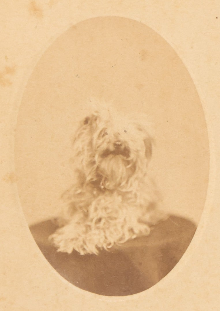 Lot 136 - Antique Carte De Visite CDV Photograph Of Small Curly Coated Dog, Photographed By S.A. Thomas, New York City.