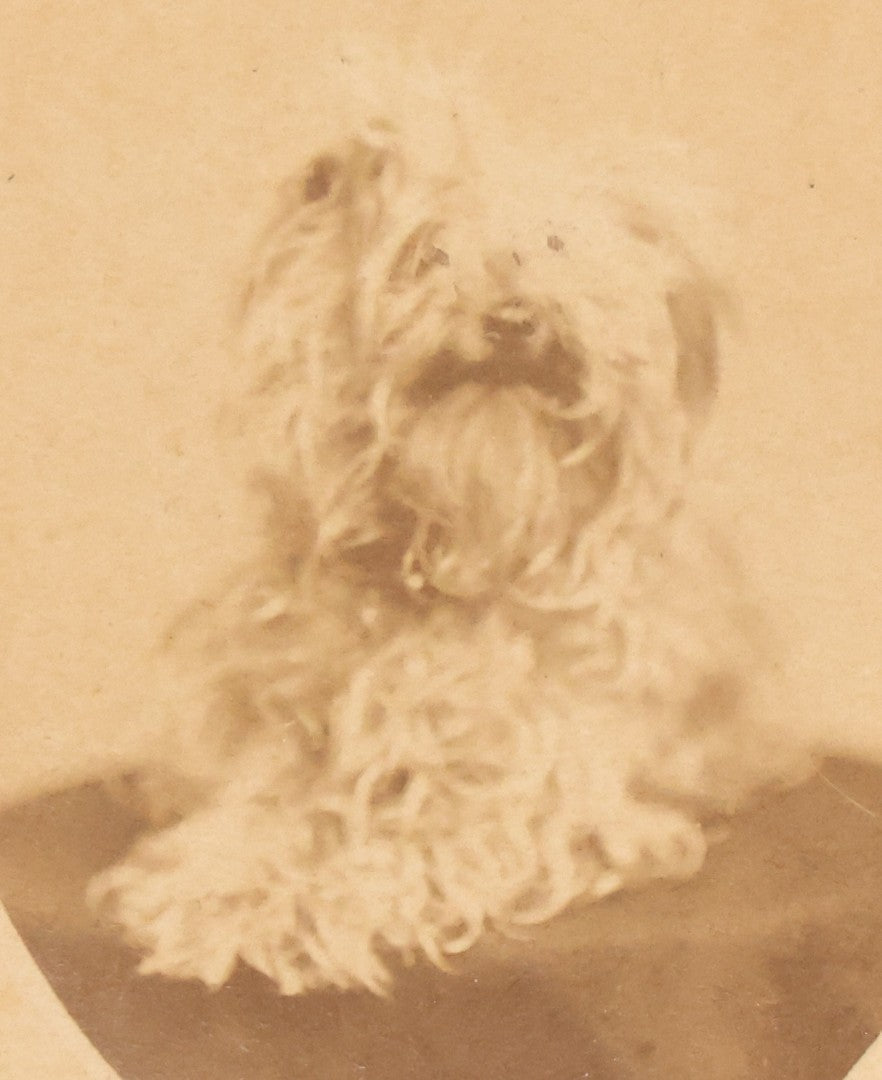 Lot 136 - Antique Carte De Visite CDV Photograph Of Small Curly Coated Dog, Photographed By S.A. Thomas, New York City.