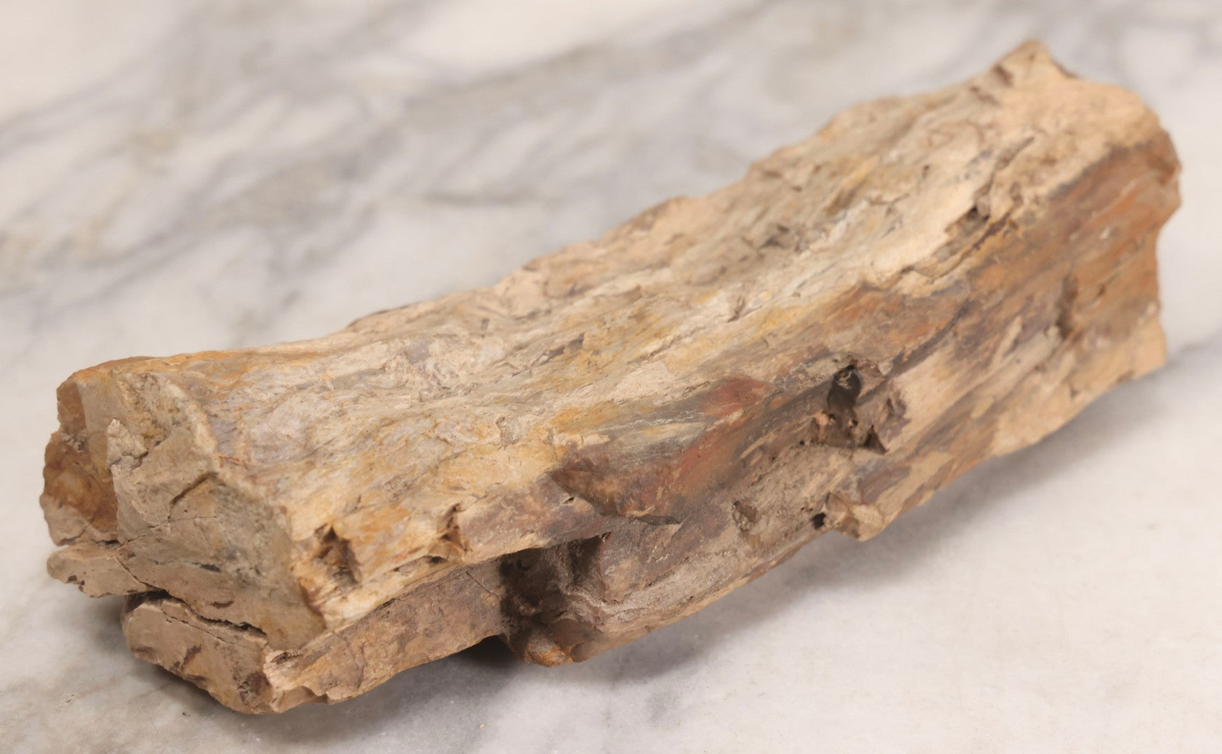 Lot 183 - Petrified Wood Specimen With Visible Grain Structure