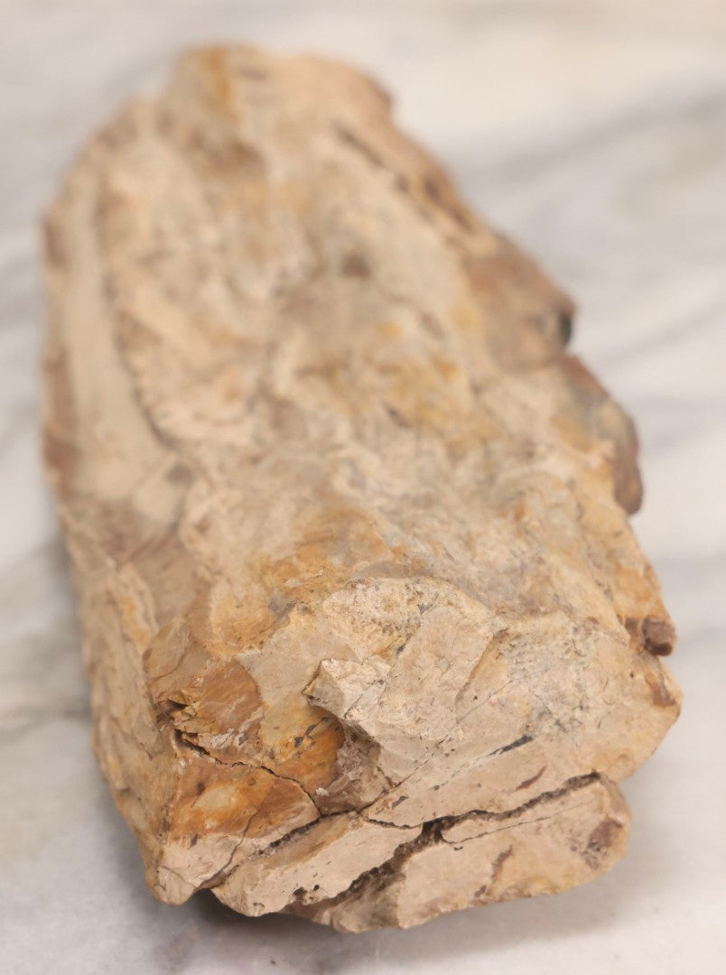 Lot 183 - Petrified Wood Specimen With Visible Grain Structure