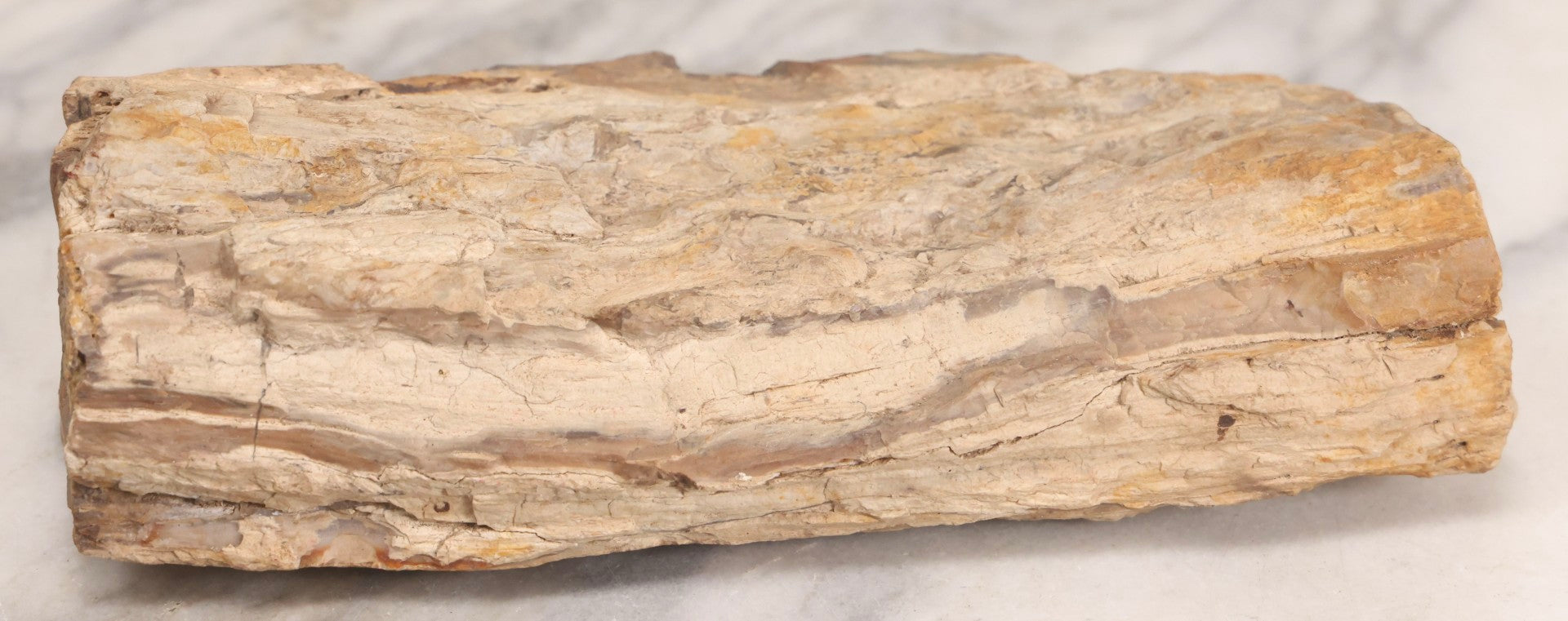 Lot 183 - Petrified Wood Specimen With Visible Grain Structure