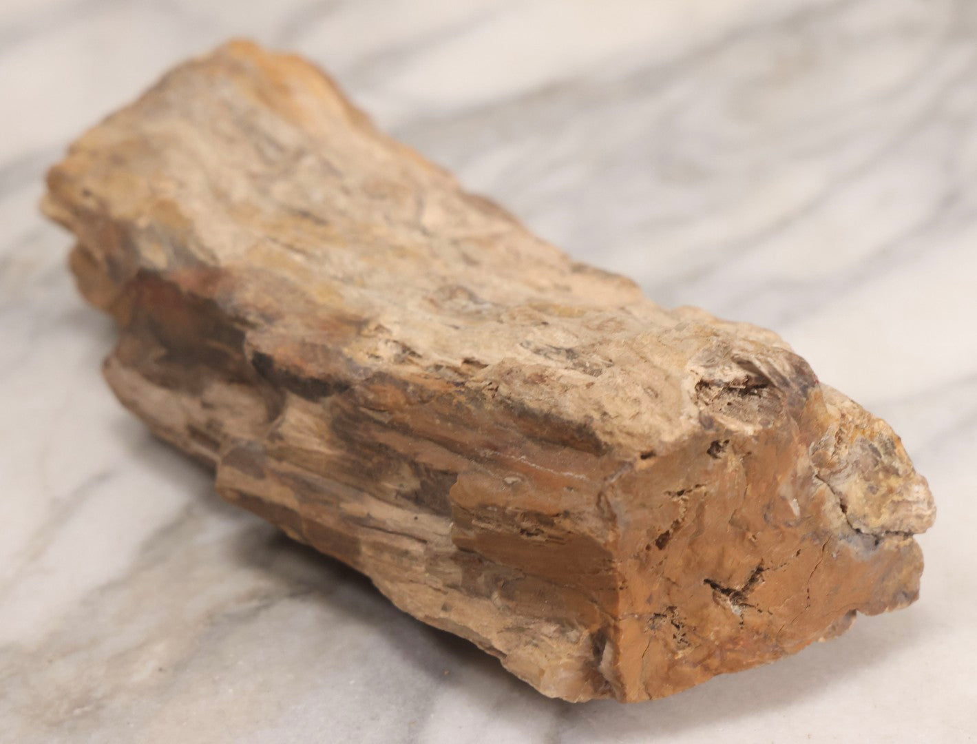 Lot 183 - Petrified Wood Specimen With Visible Grain Structure