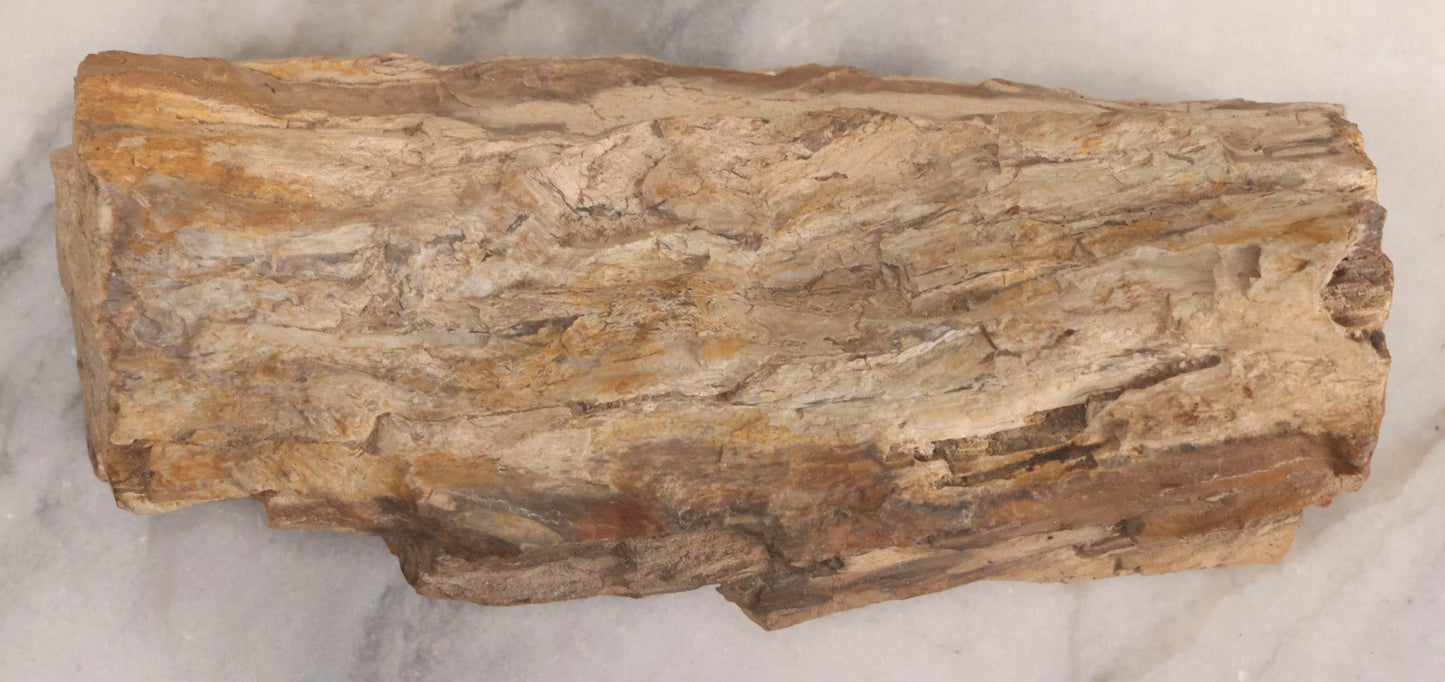 Lot 183 - Petrified Wood Specimen With Visible Grain Structure