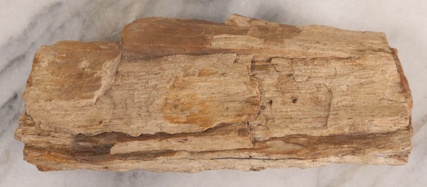 Lot 183 - Petrified Wood Specimen With Visible Grain Structure