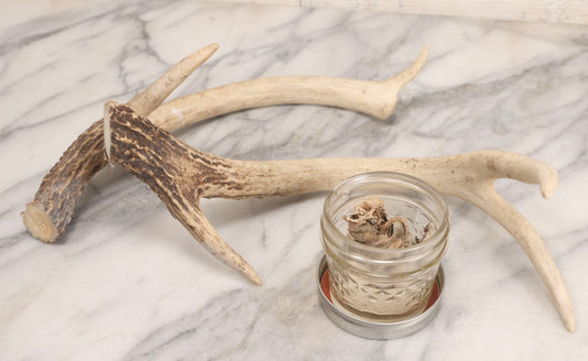 Lot 184 - Grouping Of Three Natural Oddities Including Rodent Remains In Mason Jar And Two Deer Antler Sheds