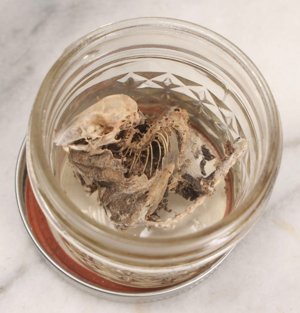 Lot 184 - Grouping Of Three Natural Oddities Including Rodent Remains In Mason Jar And Two Deer Antler Sheds