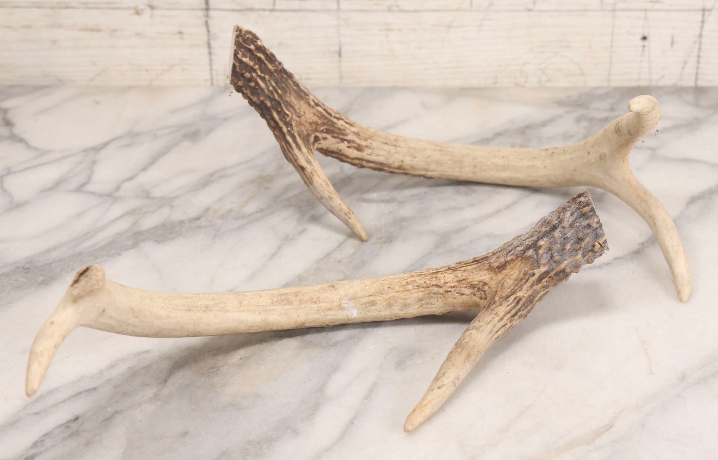 Lot 184 - Grouping Of Three Natural Oddities Including Rodent Remains In Mason Jar And Two Deer Antler Sheds