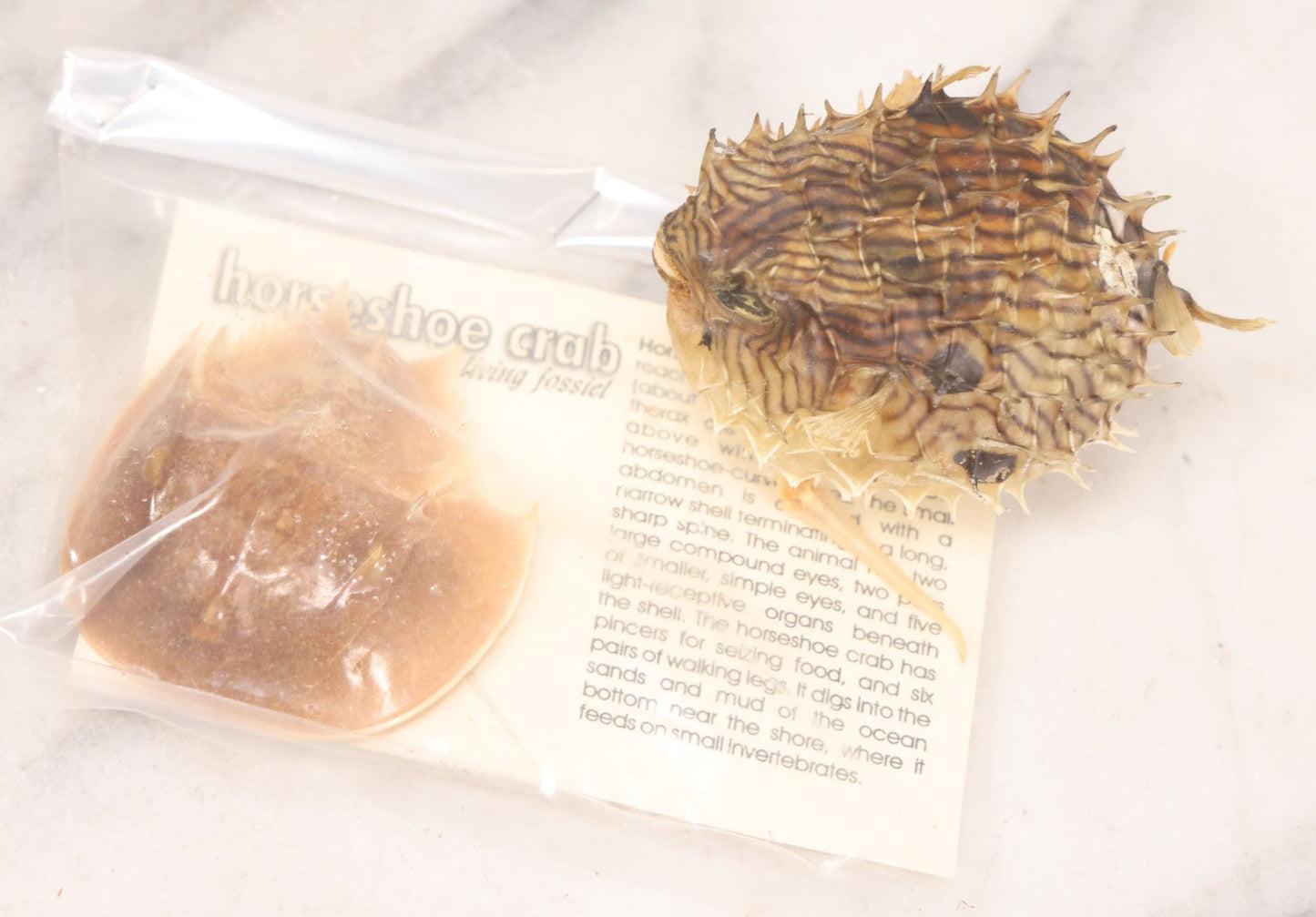 Lot 185 - Pair Of Natural Oddities Including Dried Puffer Fish And Horseshoe Crab "Living Fossil" In Plastic Bag