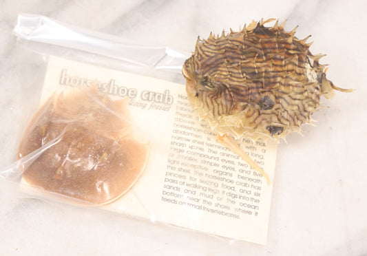 Lot 185 - Pair Of Natural Oddities Including Dried Puffer Fish And Horseshoe Crab "Living Fossil" In Plastic Bag