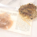 Lot 185 - Pair Of Natural Oddities Including Dried Puffer Fish And Horseshoe Crab "Living Fossil" In Plastic Bag