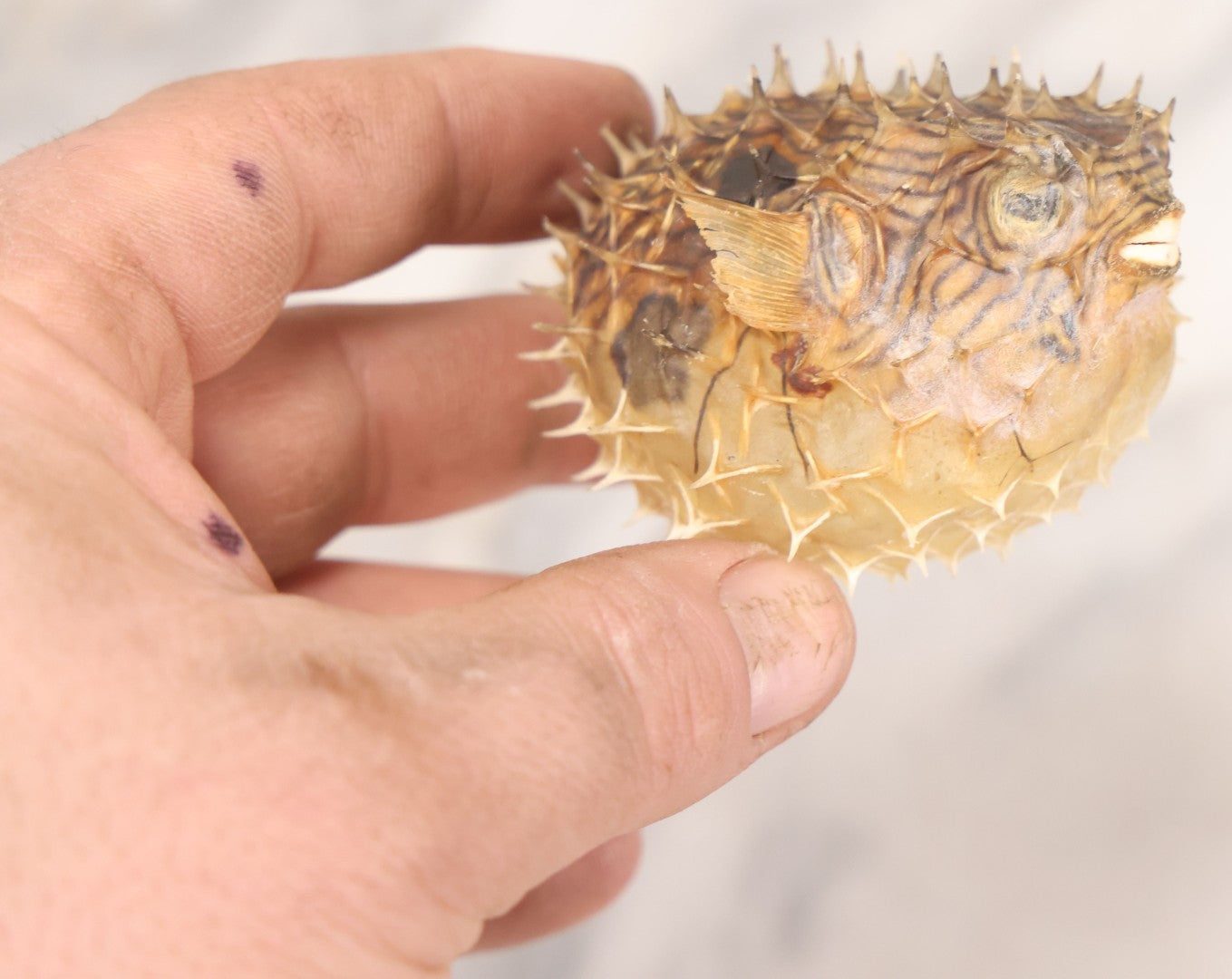 Lot 185 - Pair Of Natural Oddities Including Dried Puffer Fish And Horseshoe Crab "Living Fossil" In Plastic Bag