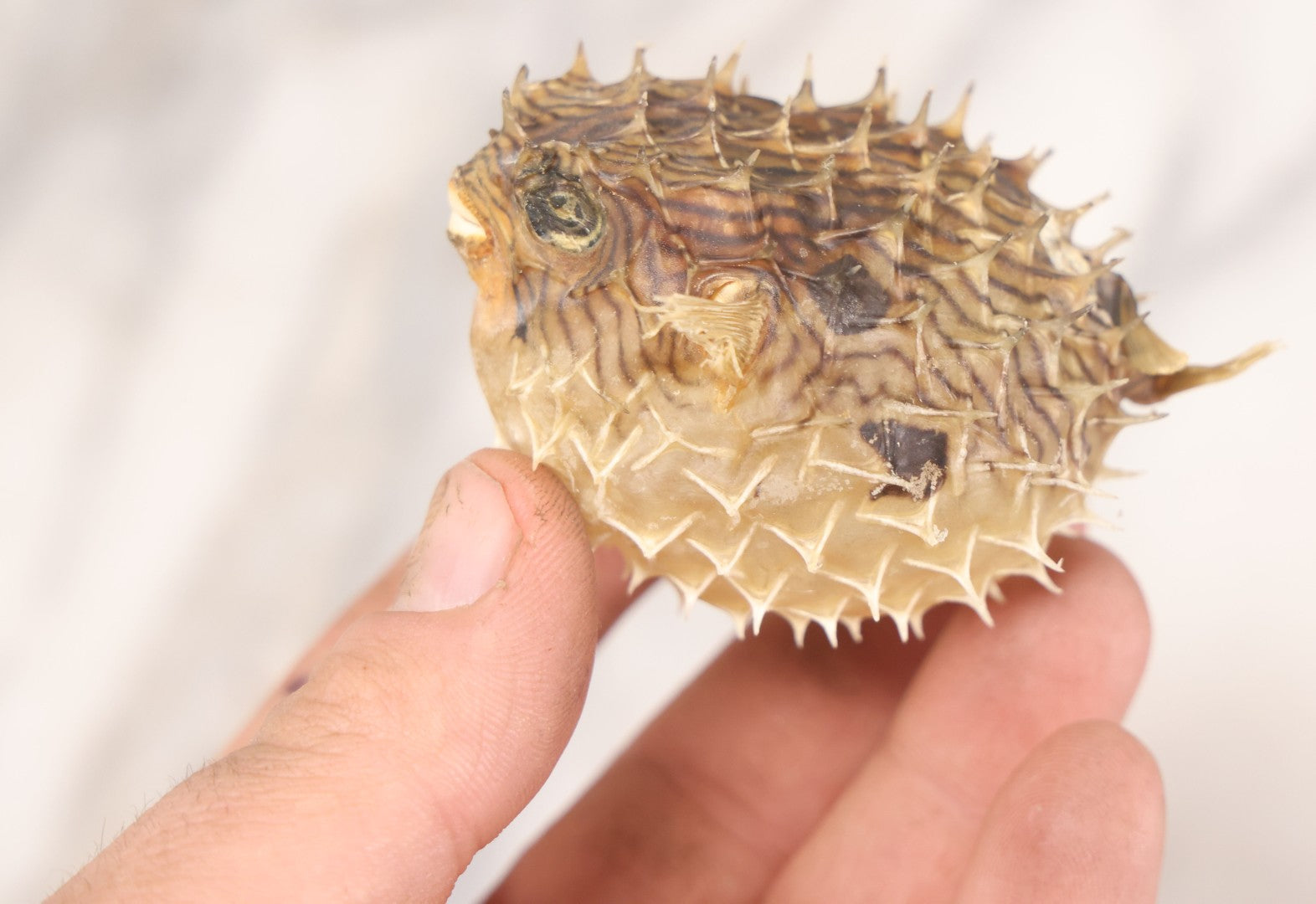 Lot 185 - Pair Of Natural Oddities Including Dried Puffer Fish And Horseshoe Crab "Living Fossil" In Plastic Bag