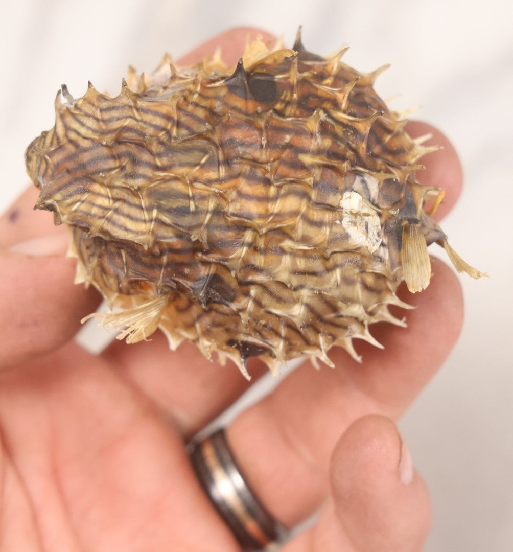 Lot 185 - Pair Of Natural Oddities Including Dried Puffer Fish And Horseshoe Crab "Living Fossil" In Plastic Bag