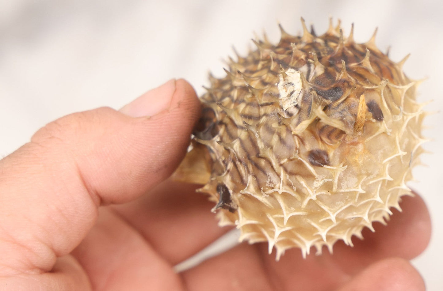 Lot 185 - Pair Of Natural Oddities Including Dried Puffer Fish And Horseshoe Crab "Living Fossil" In Plastic Bag